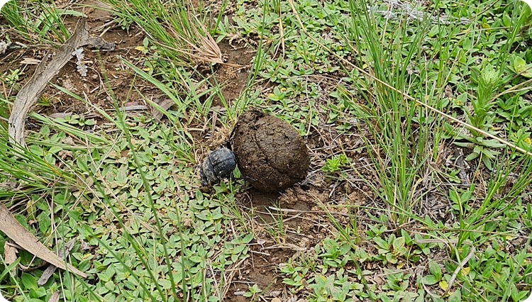 Dung Bettle, Central Drakensberg, James Seymour