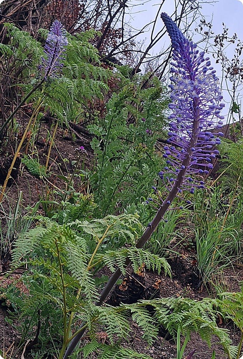 Blue Hyacinth Blue Squill : James Seymour